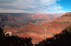 grandcanyon21-dead-tree.jpg (293599 bytes)